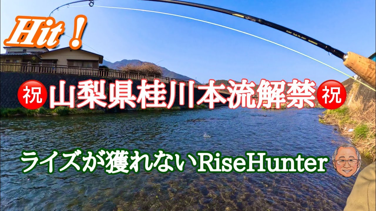 山梨県桂川解禁　ライズが獲れないRiseHunter 　【flyfishing】【fishing】