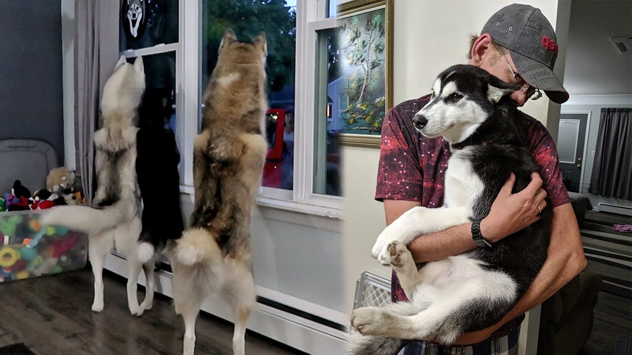 Returning Home to the Huskies and gets a Surprise !