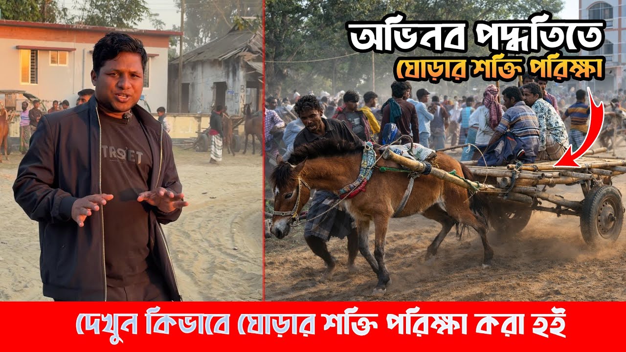 ঘোড়ার শক্তি পরিক্ষা! অভিনব পদ্ধতিতে দীর্ঘ ৫০ বছর যাবত চলমান ঘোড়া শক্তি পরিক্ষা