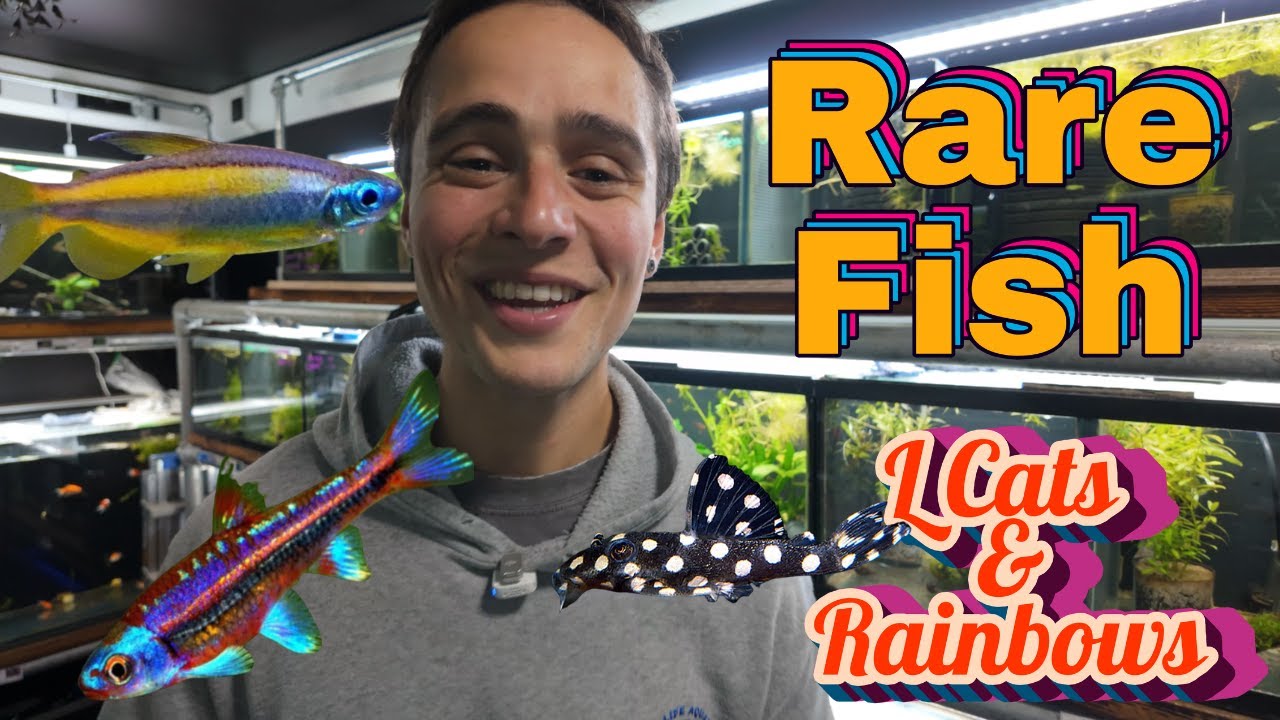 RARE Fish Highlights! L201 Inspector Pleco, Rainbow Shiners & Red Sepik Rainbowfish
