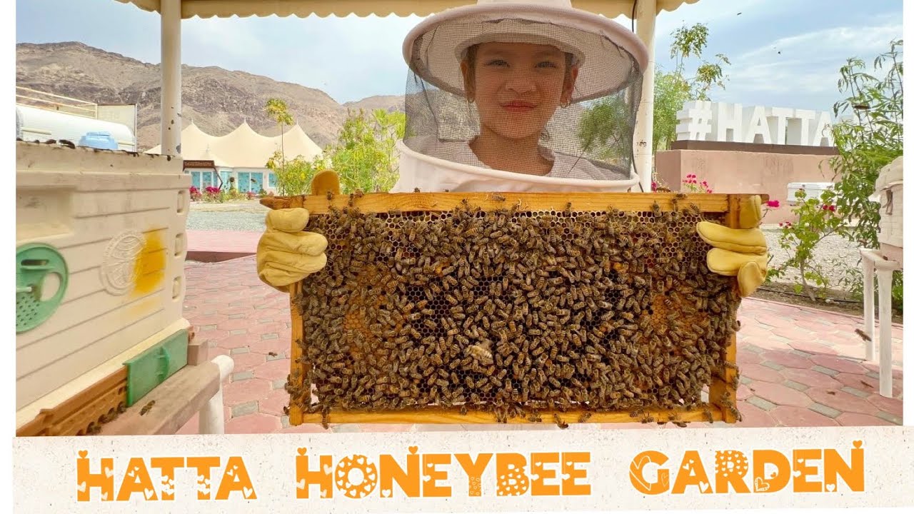Hatta Honey Bee Garden | Bees Up Close