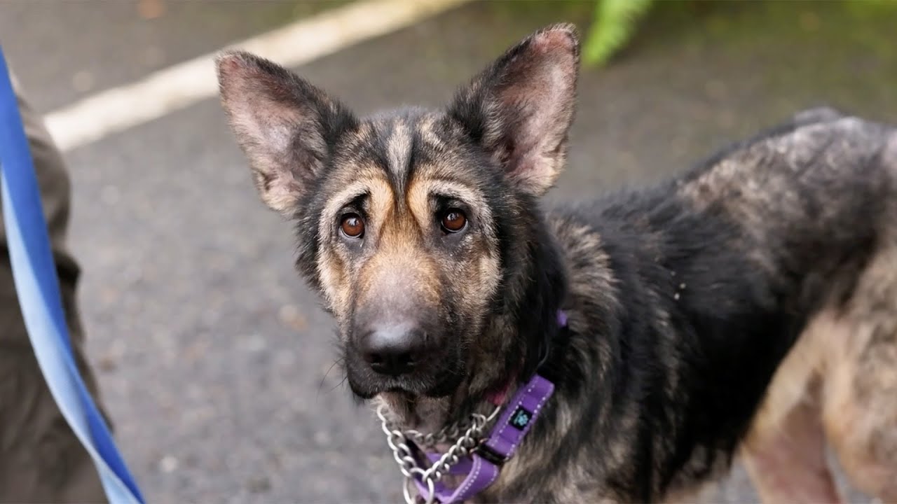Chilly’s Journey: Shelter Dog Finds Hope and a Forever Home