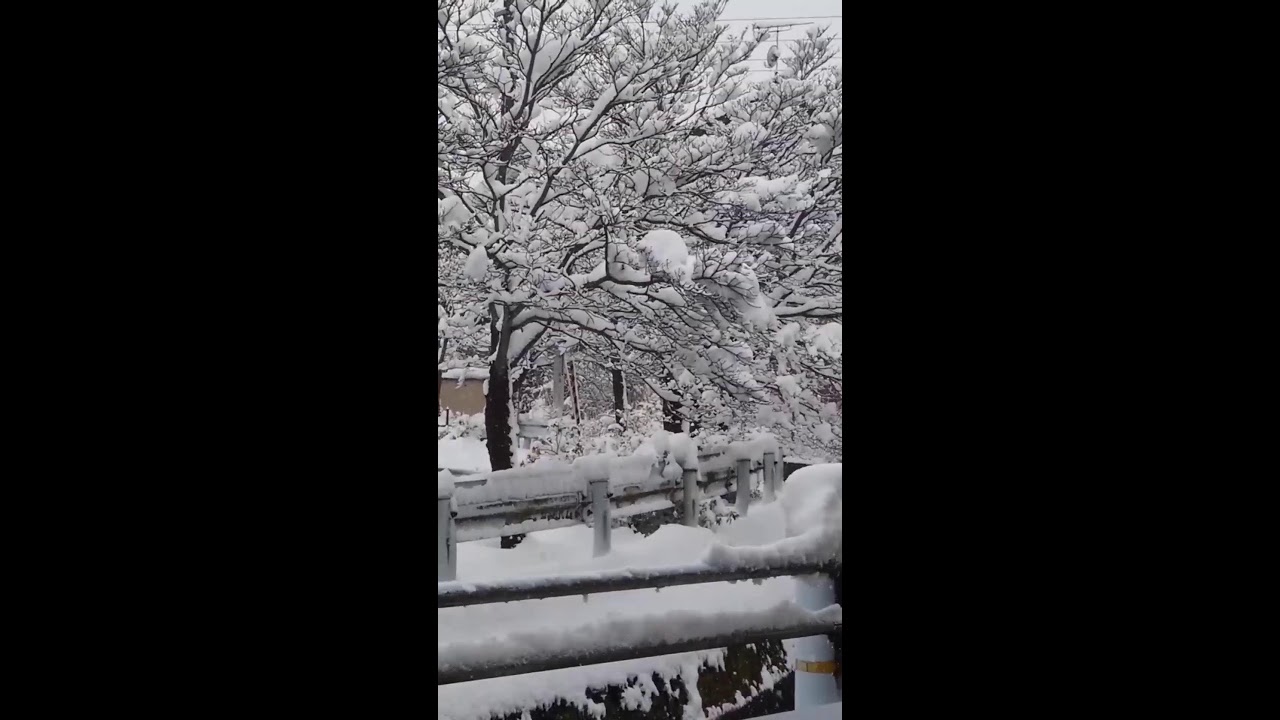 SNOW TREES....SO BEAUTIFUL