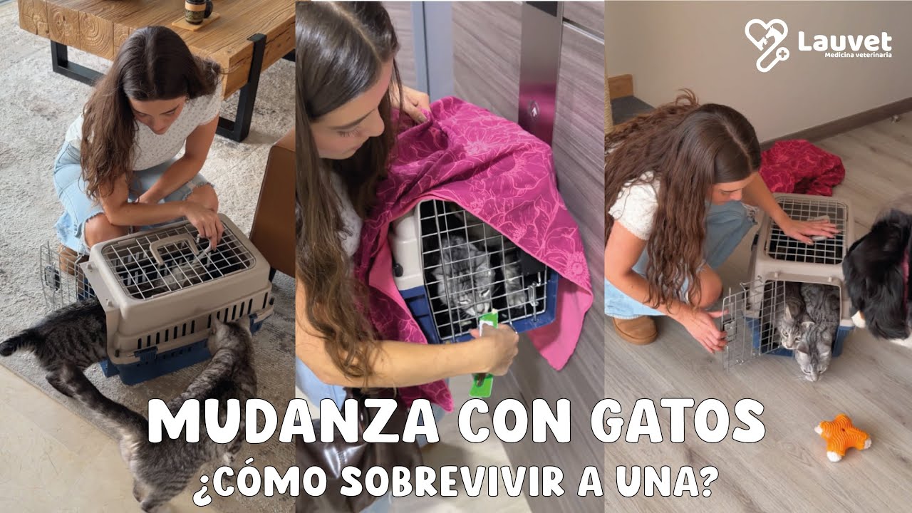 Guía completa para una mudanza con gatos - Lauvet