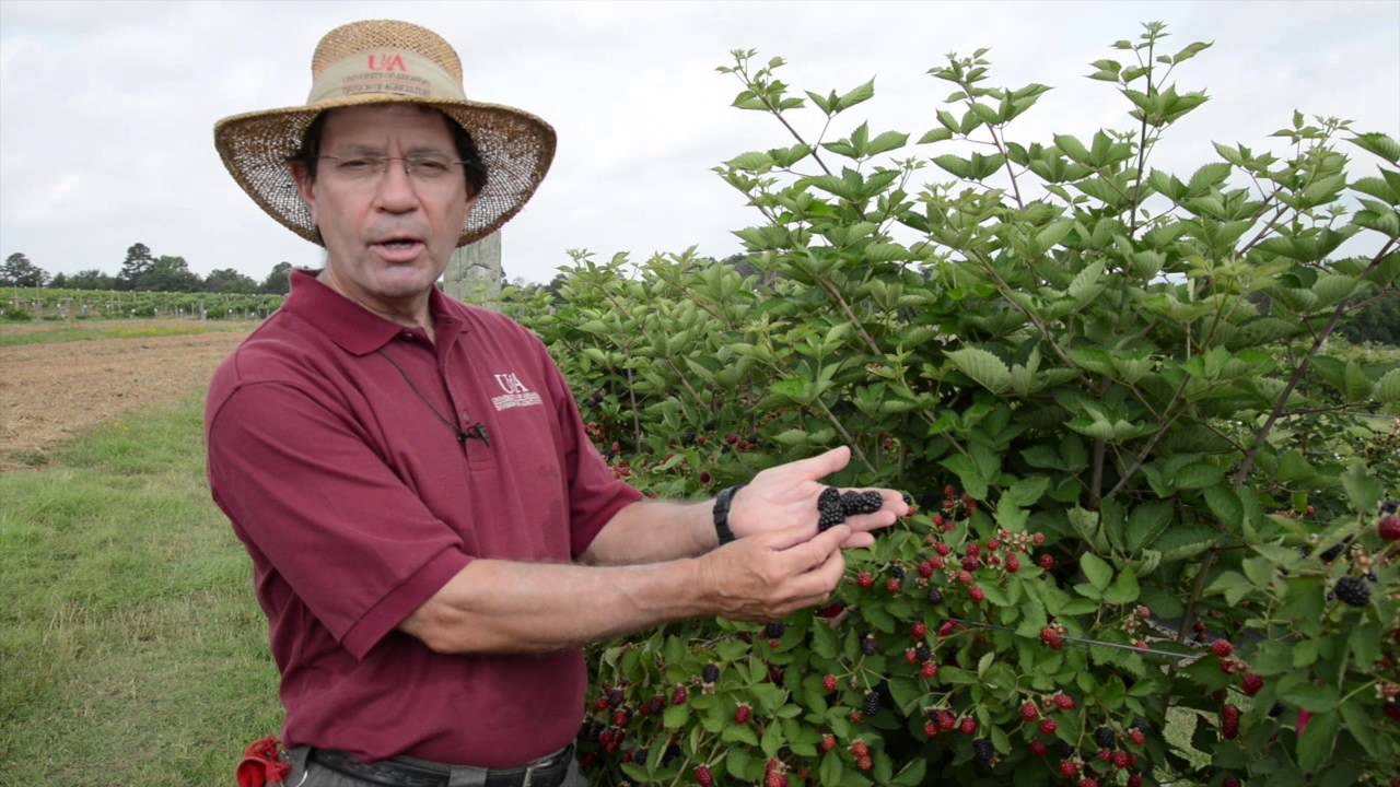 Osage Blackberry