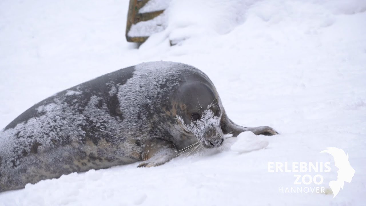 Schneeball-Spiel mit Naseneinsatz - Erlebnis-Zoo Hannover