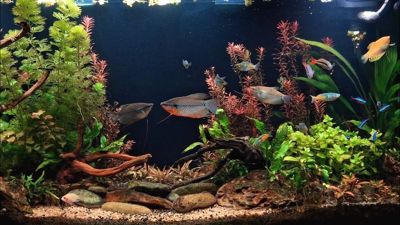 Peaceful Planted Community Aquarium - New fish and Plants added || Rescaped 12.12.2025
