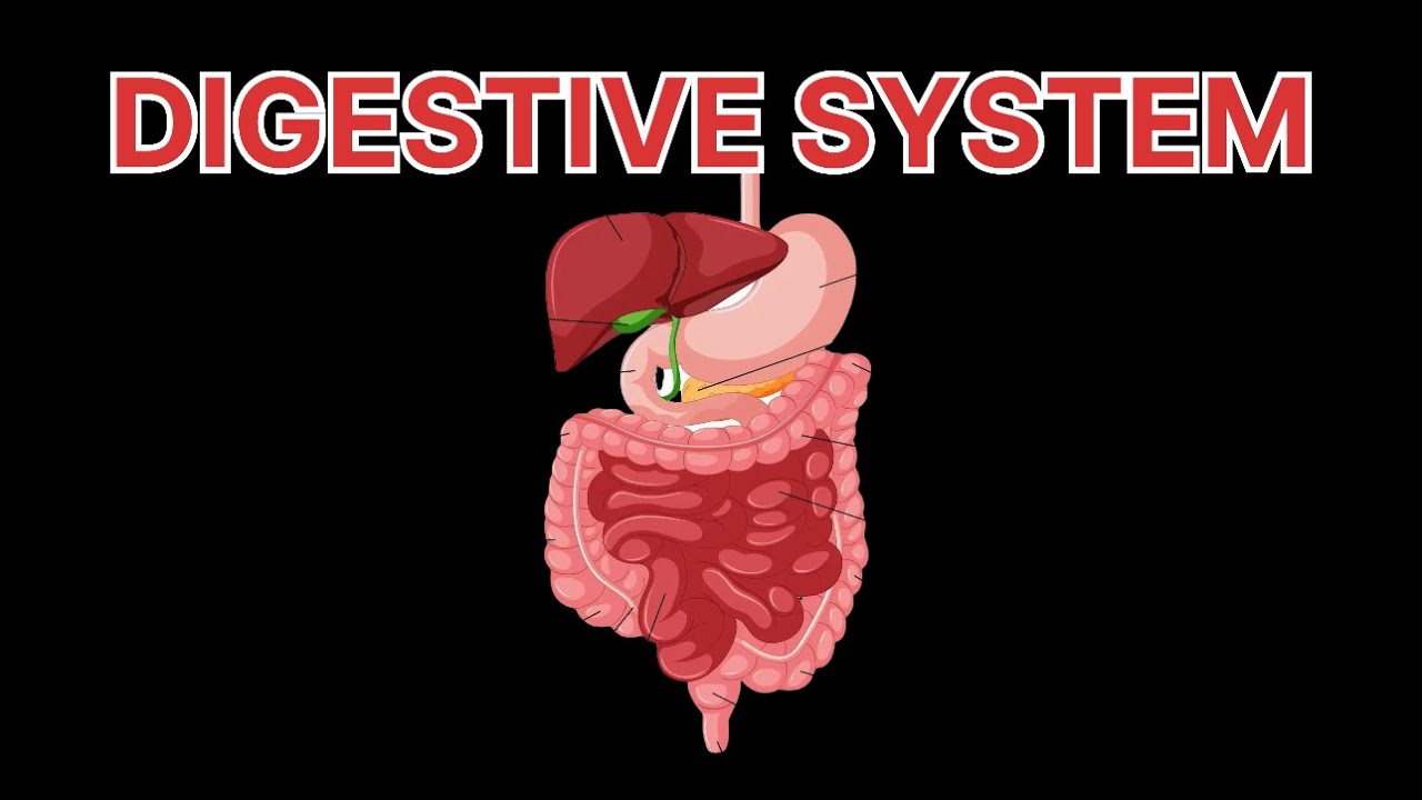 How Your Body Digests Food | Human Digestive System | From Bite to Poop💩 #neet #neetaspirents 