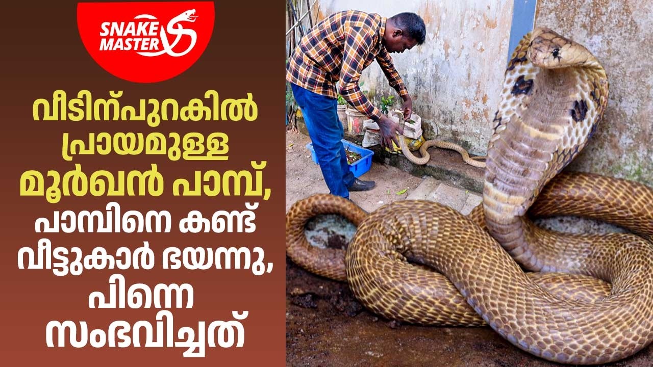 പാമ്പിനെ കണ്ട് വീട്ടുകാർ ഭയന്നു, പിന്നെ സംഭവിച്ചത് | Cobra Rescue | Vava Suresh | Snakemaster 1157