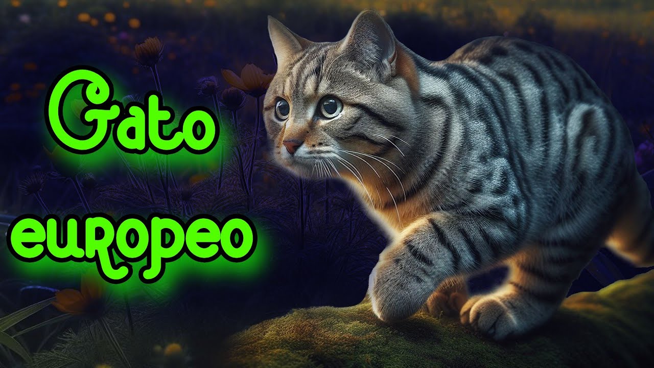 Обычная европейская кошка