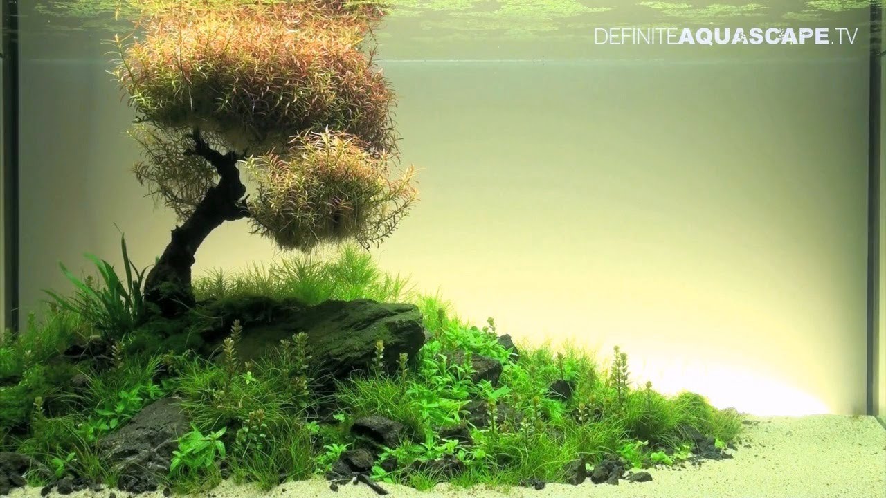 Aquascaping - The Art of the Planted Aquarium 2012 XL compilation