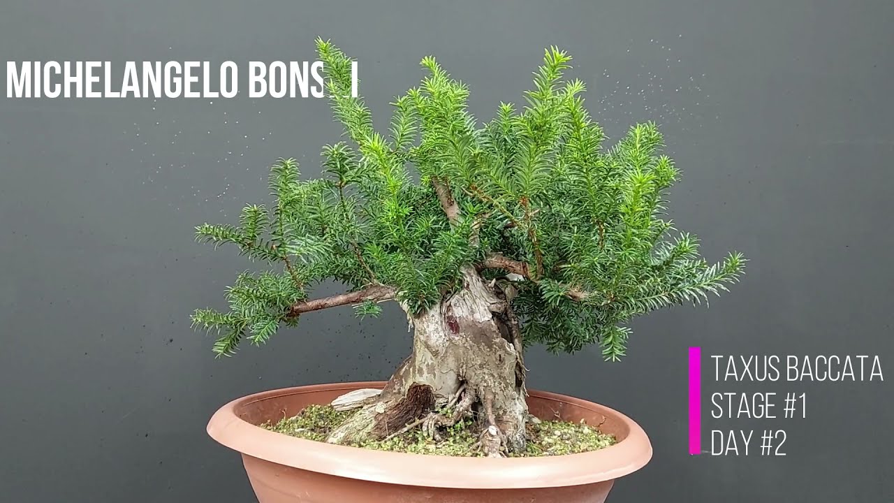 Bonsai Taxus Baccata, Step#1, Day#2. How to make Bonsai.