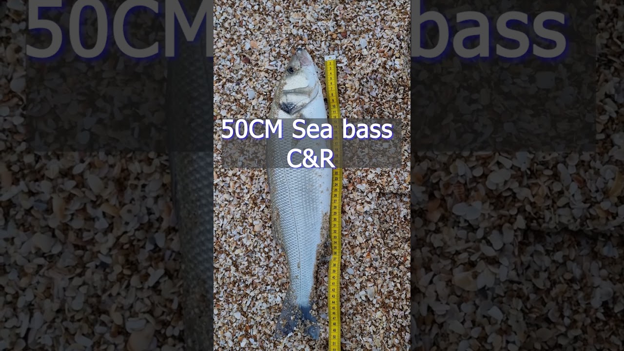 לברק של 50 ס"מ ששוחרר באהבה 🐟 A 50 cm Sea Bass that released with love 