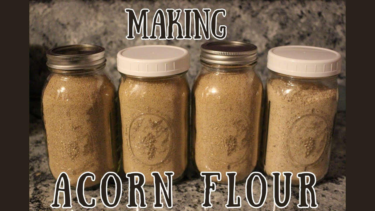 A forgotten staple food - Acorns! [How to make acorn flour]