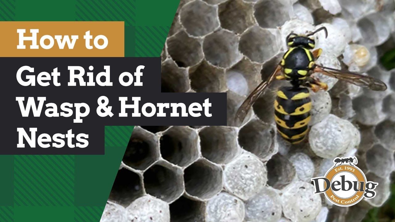 How to Get Rid of Wasp and Hornet Nests | Around the House with Bill