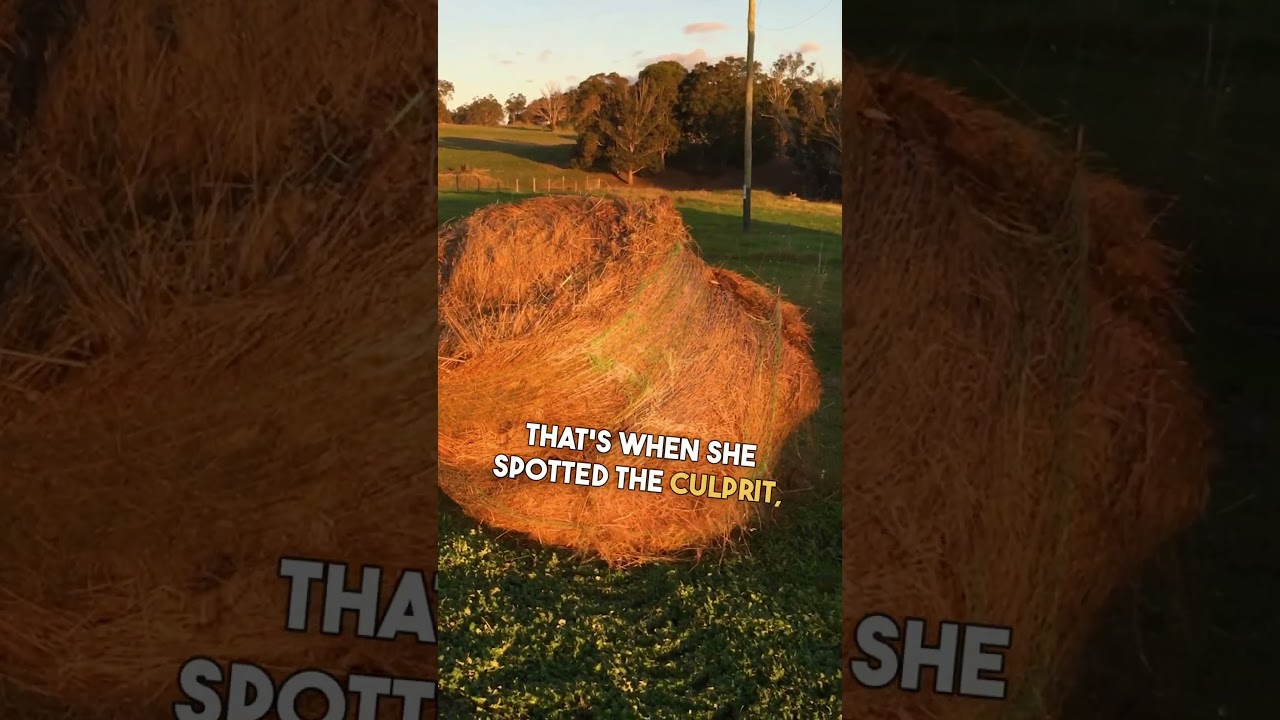 I saw a Hay Bale Moving Weird 😲 😲