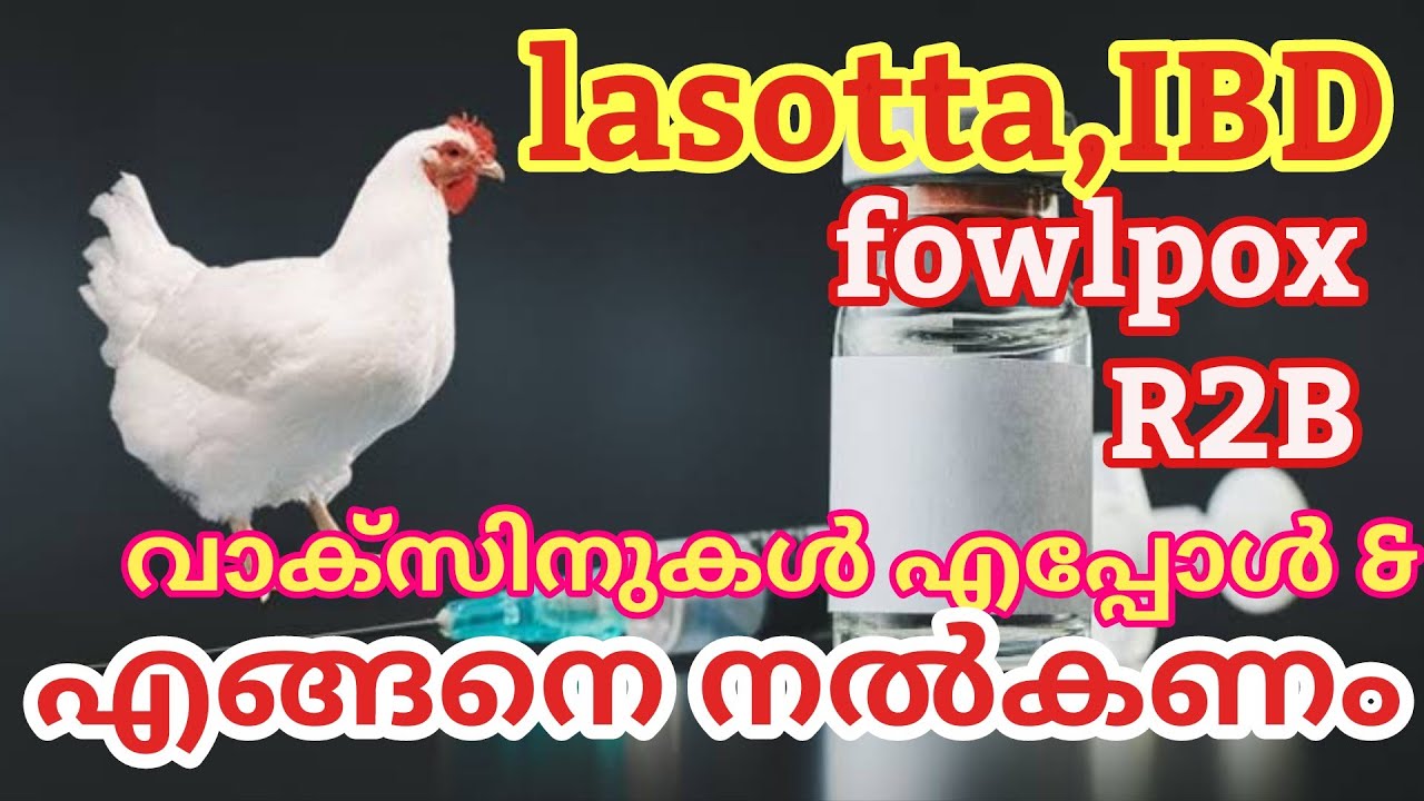 വാക്സിനുകൾ ഏതൊക്കെ?കൊടുക്കേണ്ട സമയം ? എങ്ങനെ കൊടുക്കണം ? /vaccination scheduled in poultry Malayalam