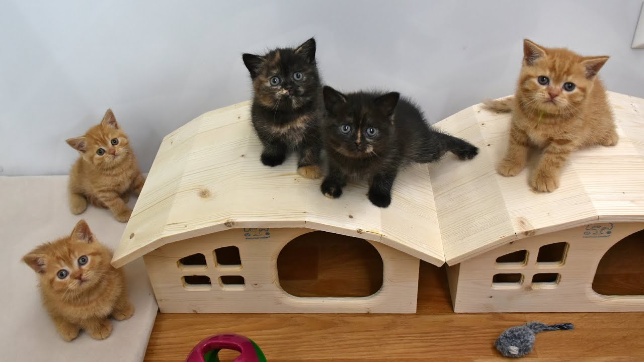 P Kittens ❤ *25.08.2024 #britisch #kurzhaar #kätzchen #paarung #british #shorthair #kittens #mating