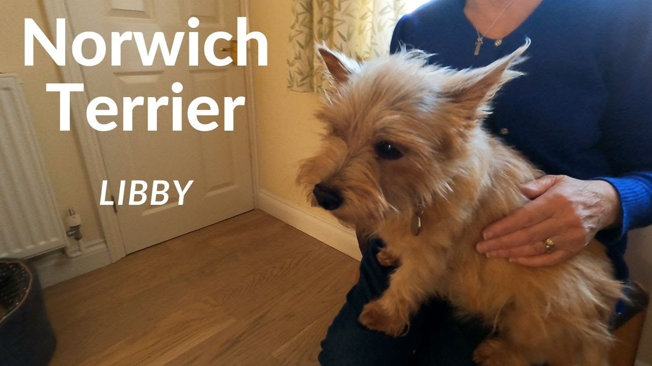 Norwich Terrier