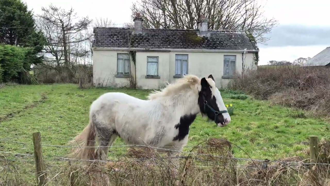 Cob Horse Ireland, all alone on a cold Irish afternoon.