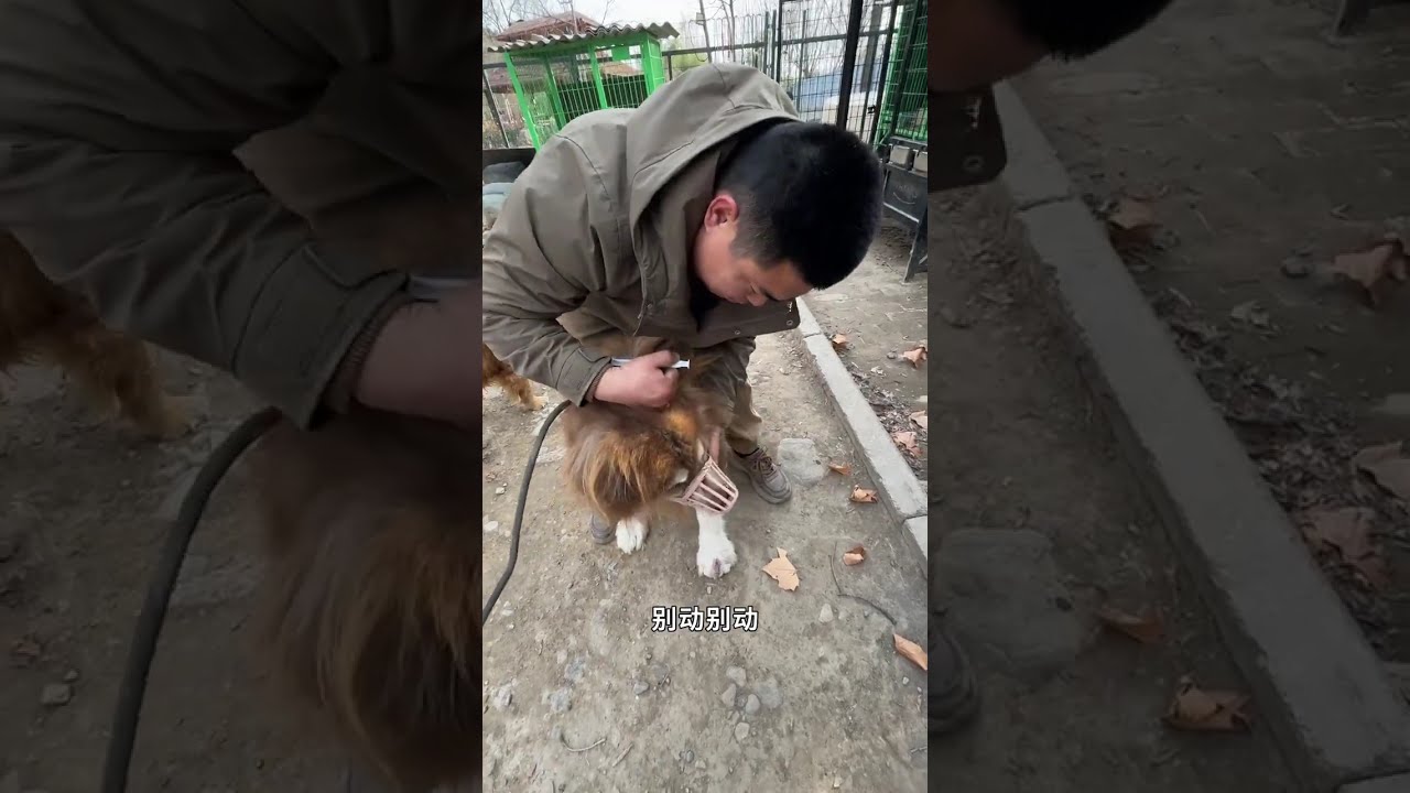 恩佐今天彻底支楞起来了一分钟不到打了两架 #豫西狗场 #罗威纳黑豹 #阿拉斯加恩佐