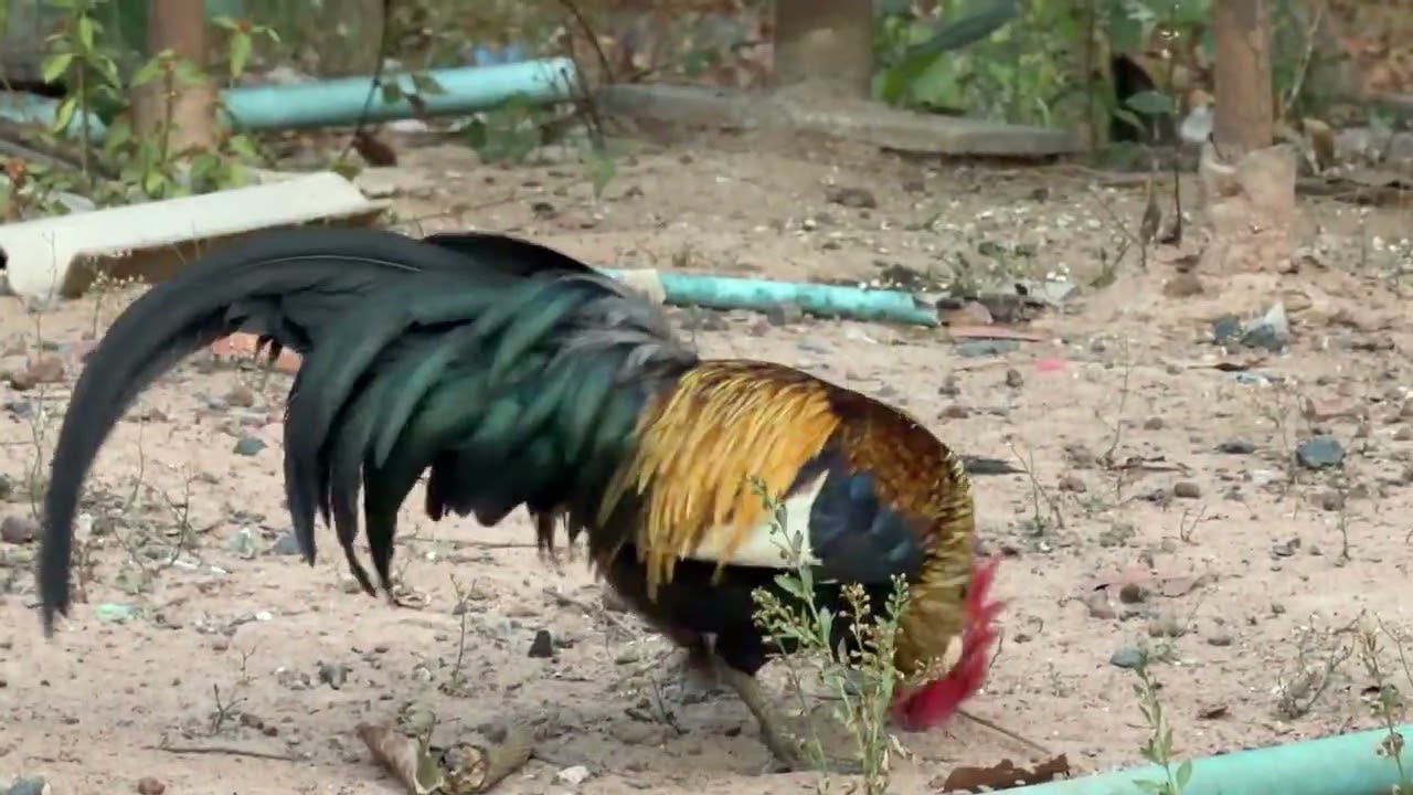 ไก่หนุ่มไก่ใหม่ #ไก่ต่อไซส์มินิไก่ต่อชายแดน
