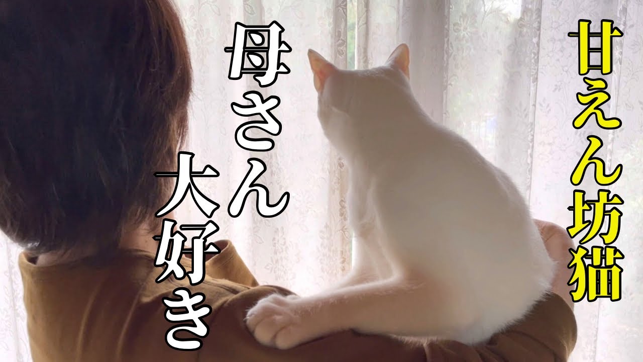 超甘えん坊猫と母さんの二人だけの大切な時間【先住猫のストレス対策】