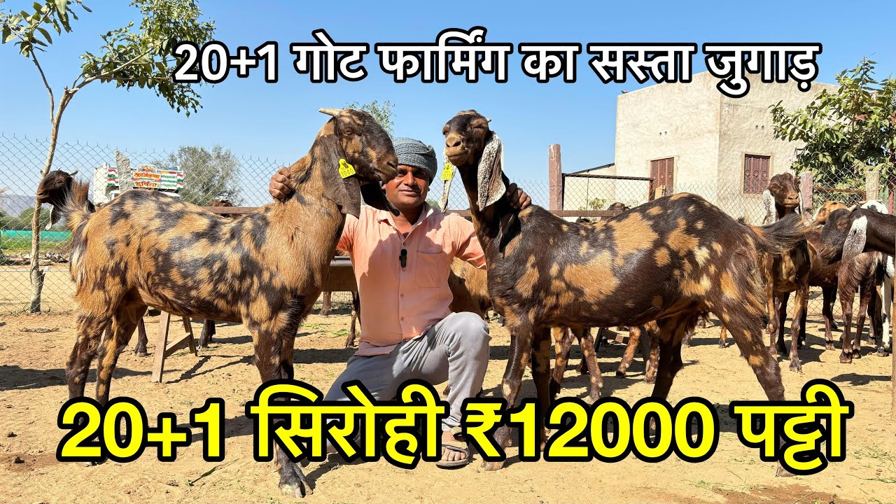 20+1 सिरोही ₹12000 पट्टी बकरी पालन का सस्ता जुगाड़ | visit rajasthan samriya goat farm 63768 58249