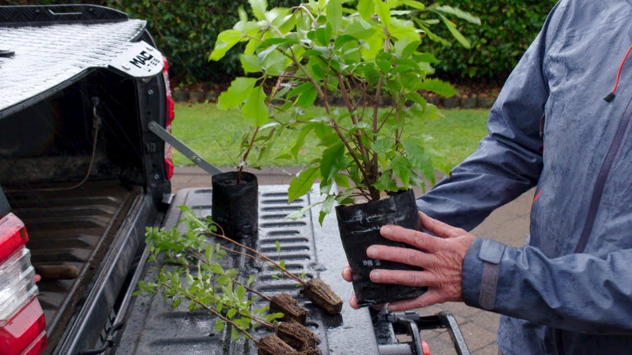 Low Cost Native Planting