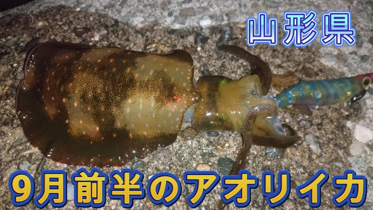 【山形県】アオリイカ開幕戦！9月前半のエギング！