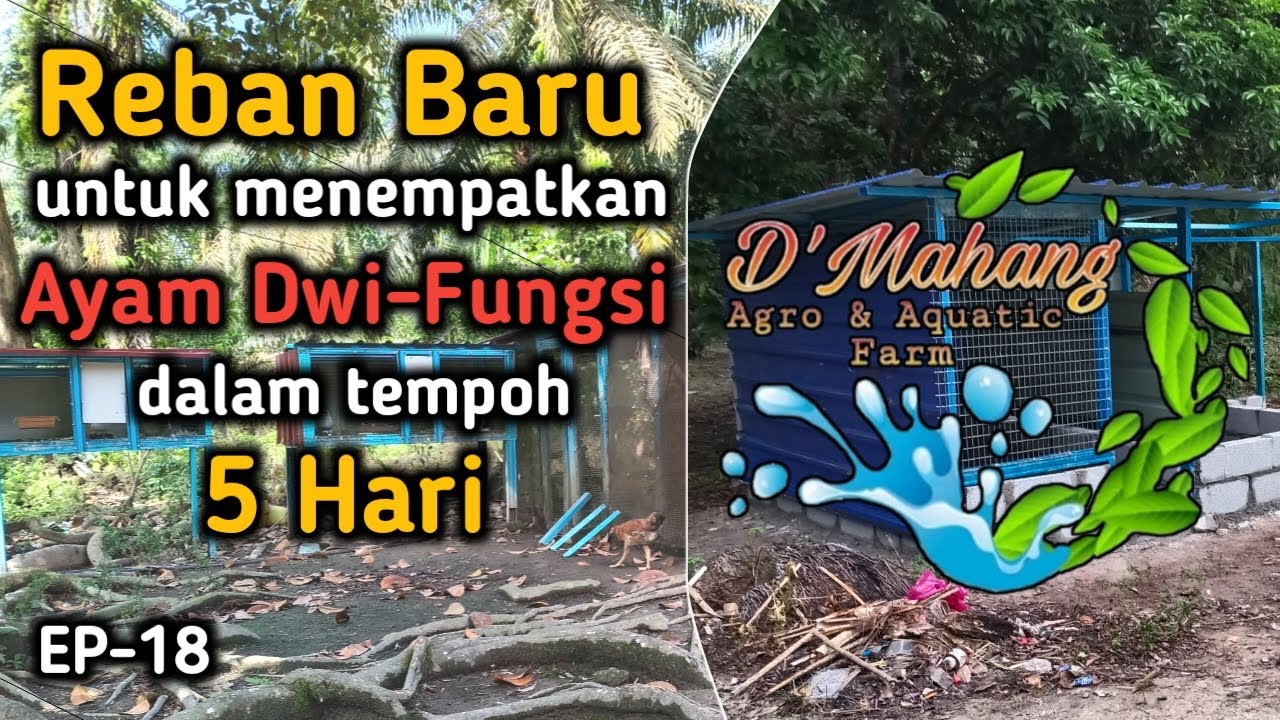 EP 18 - Reban Baru Untuk Induk2 Baka Tulen Yang Lebih Sempurna Dan Selesa