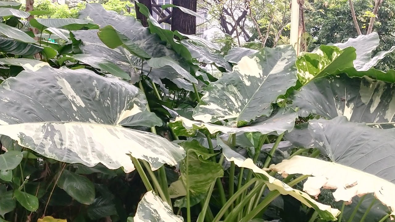 Silent Stream 01122026 | plantitosTV is live!