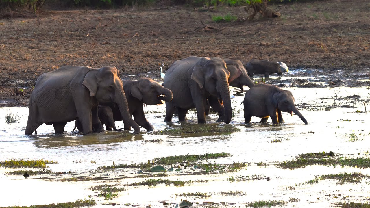 🐘Elephant Family Bath🐘
