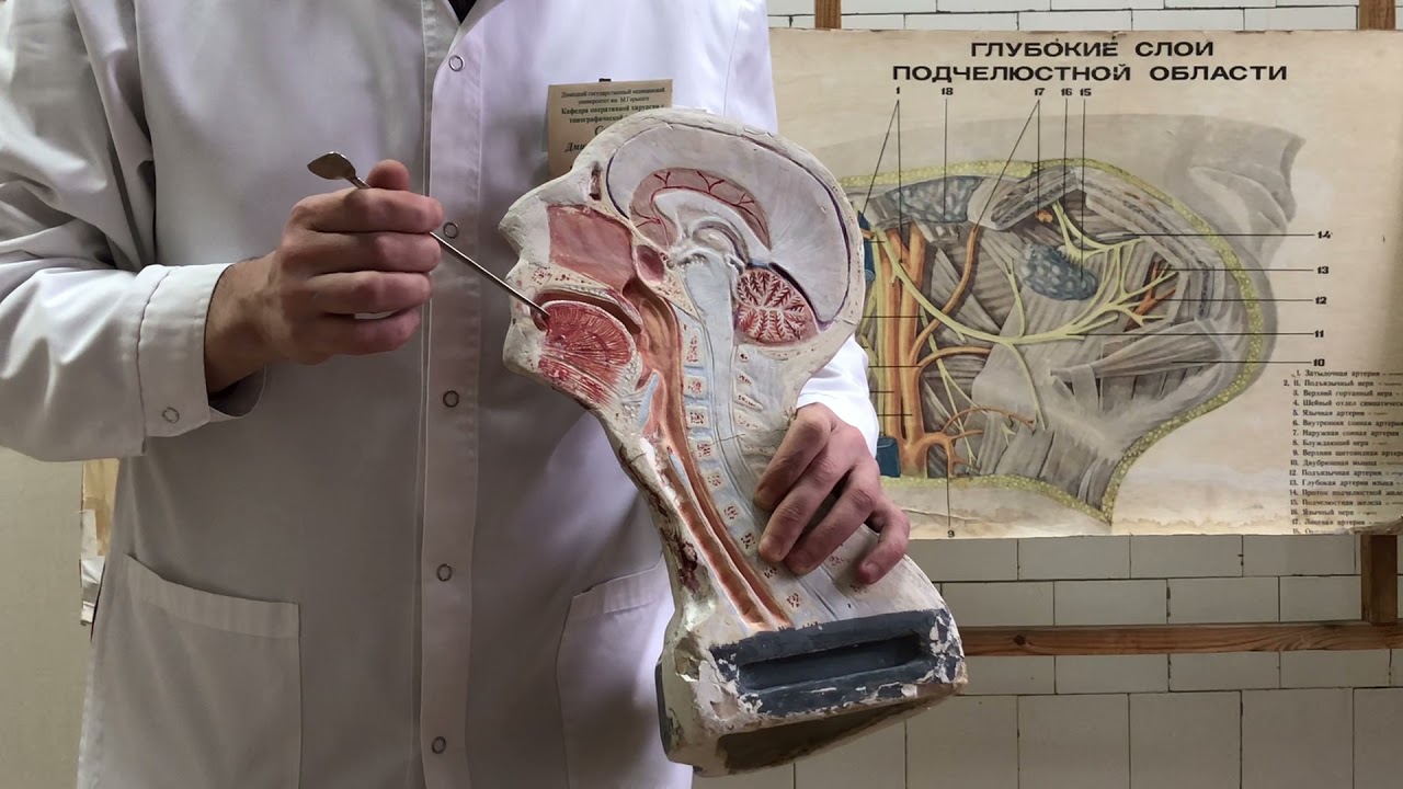 Полость рта