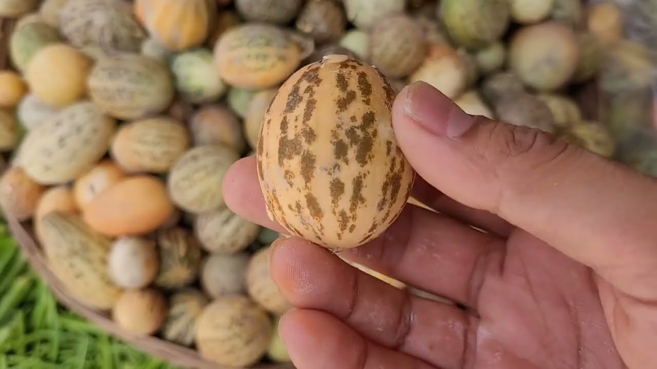 Kachri from Rajasthan🍈