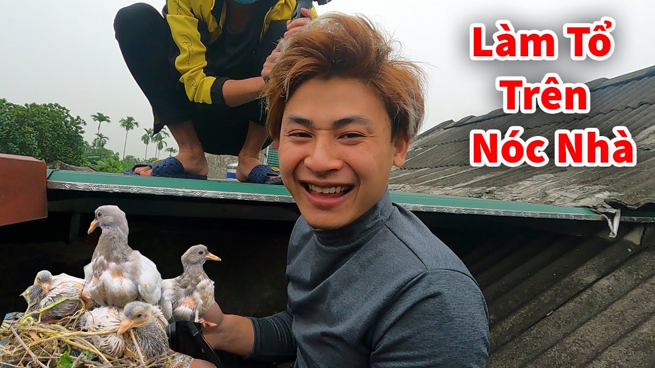 Cáo Ca - Bất Ngờ Phát Hiện 2 Tổ Chim Non Trên Nóc Nhà