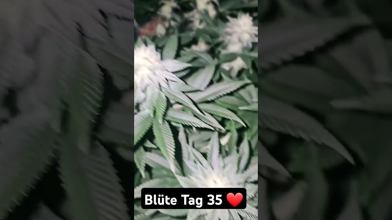 Blue Sunset Sherbet Grow | Bl&uuml;te Tag 35 | Barneys Farm