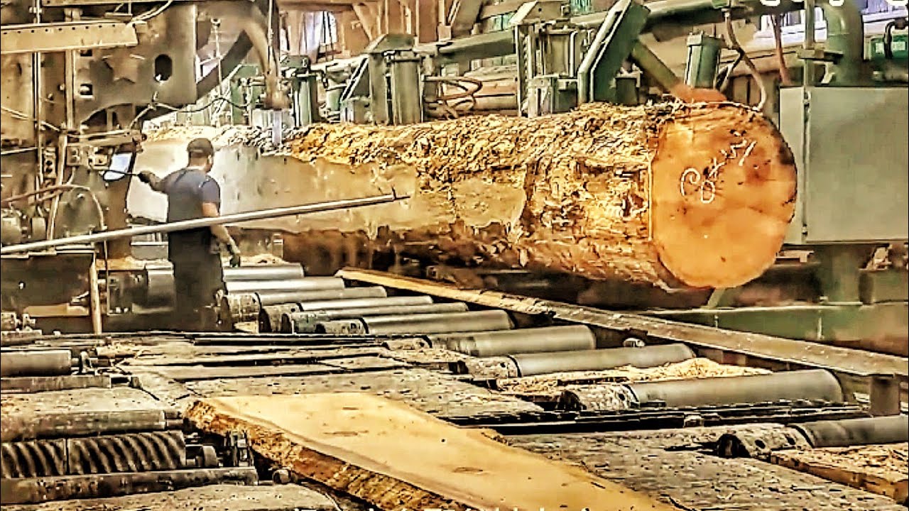 Sawing a massive 60-foot-long Douglas fir log
