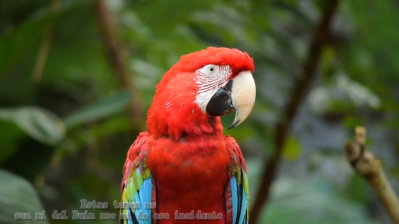 Breve explicación acerca del incidente del Buin zoo