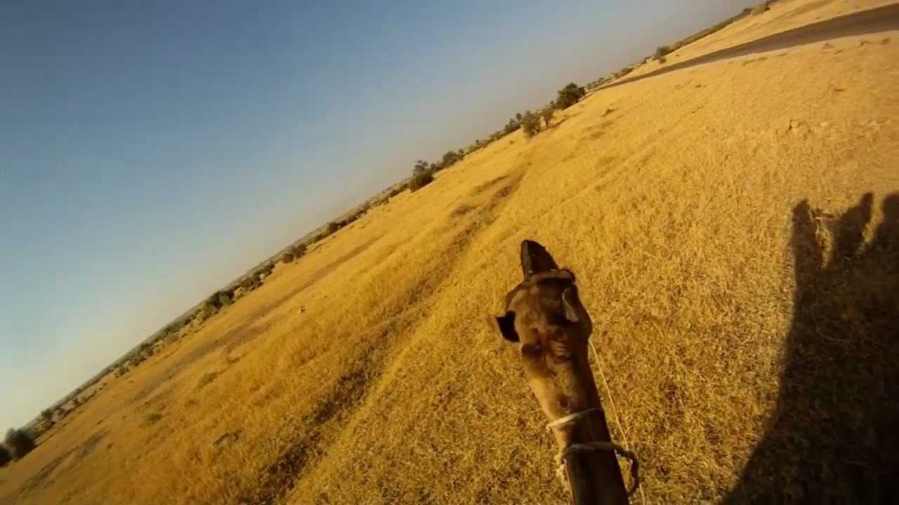 Lederhosening Camel Riding - Thar Desert, Rajasthan, India