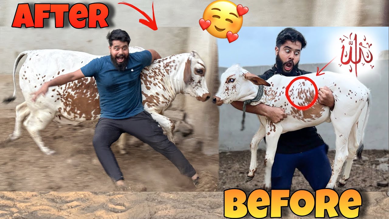 PEACHLA SAAL KE MERE ALLAH WALE COW BADE HO GAYE 😭 MASHALLAH 🥰 | SYED FAHAD