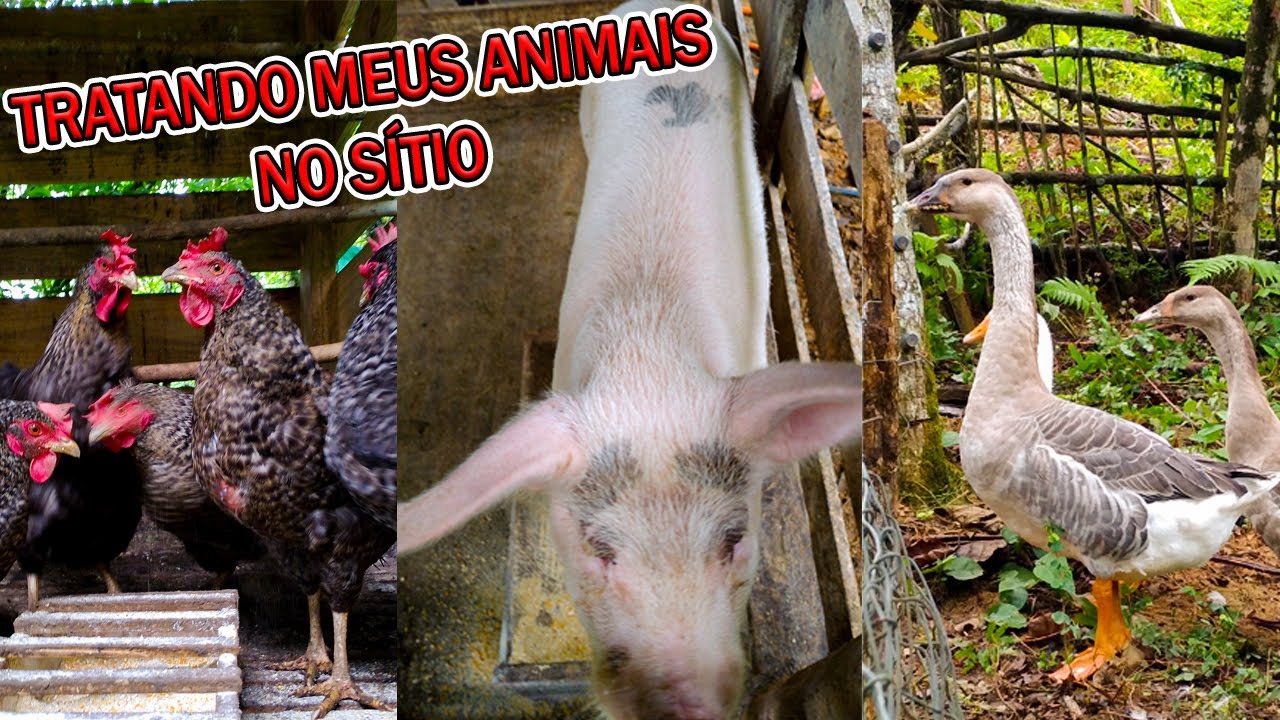 TRATANDO TODOS OS ANIMAIS DO MEU SÍTIO - GANSOS, PORCOS, GALINHAS E PINTINHOS / Mini Sítio