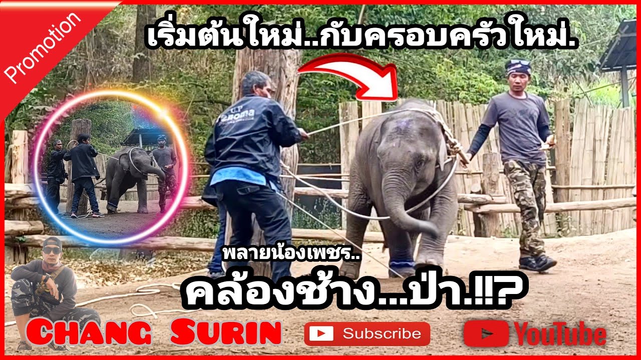 ช้างน้อยกำพร้าแม่‼️คล้องช้าง..ป่า‼️ ไปเริ่มต้นชีวิตใหม่กับครอบครัวใหม่นะ#น้องเพชรพันล้าน