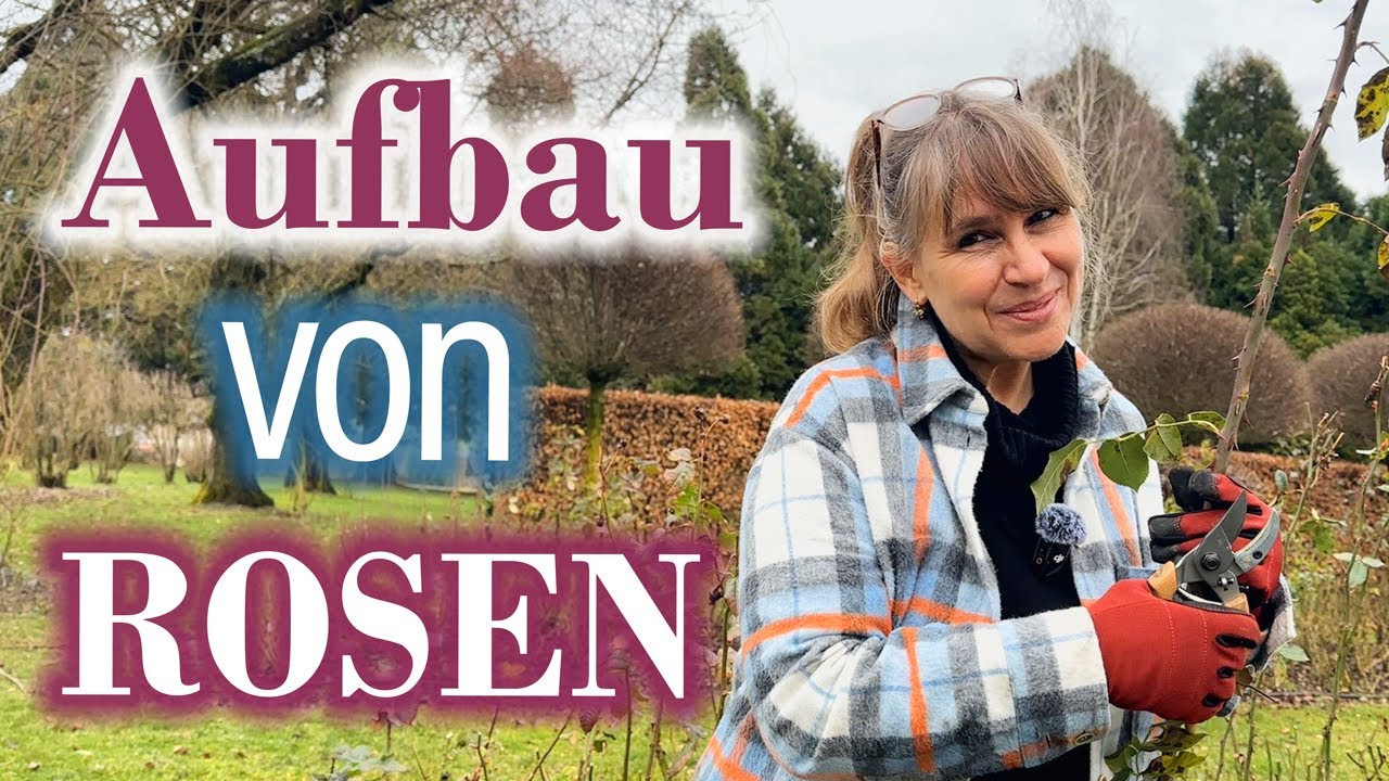 Rosen AUFBAU - Rosenschnitt formt die Blütendichte - ANLEITUNG: wie Rosen schneiden - detailliert!