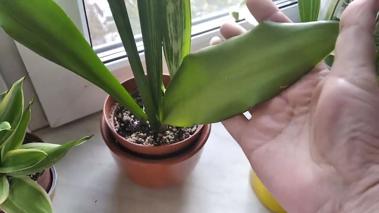 Sansevieria senegambica variegata, Moonshine mutant, Siam silver, Hahnii Marginata