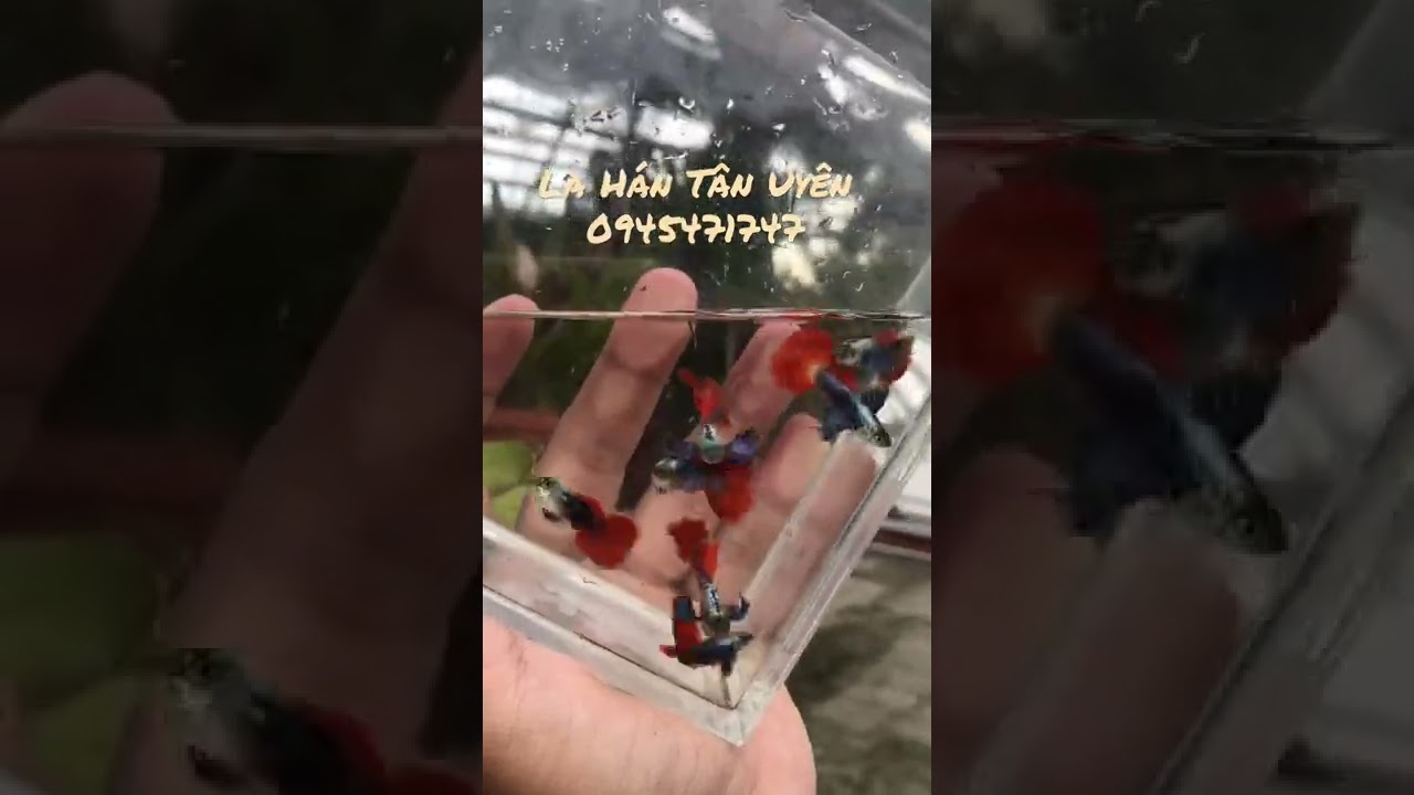 Cá Bảy Màu, Dumbo red tail tay bơi to, Ở Bình Dương. 35k/1 cặp