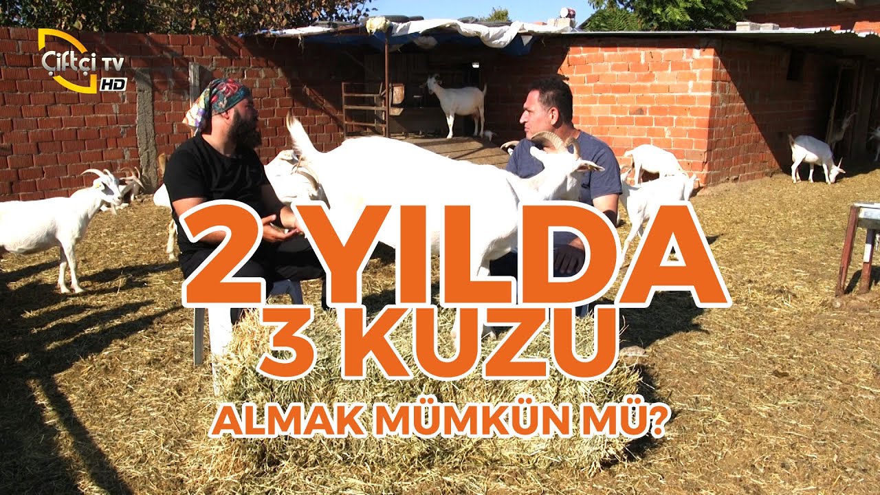 2 YILDA 3 KUZU ALMAK MÜMKÜN MÜ? (Cevabı Bu Bölümde) - Koyuncu