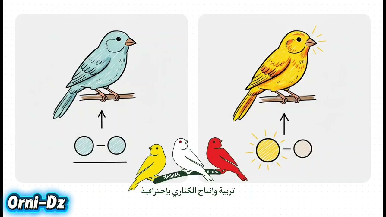 علم الوراثة عند كناري اللون الجزء الأول