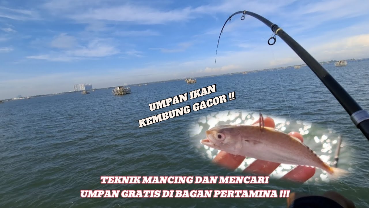 TEKNIK MANCING MENGGUNAKAN UMPAN HIDUP DI BAGAN PERTAMINA || AUTO GACORRRR