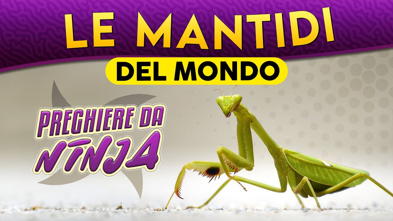 Le Mantidi del Mondo: preghiere da ninja ► Puntata 252